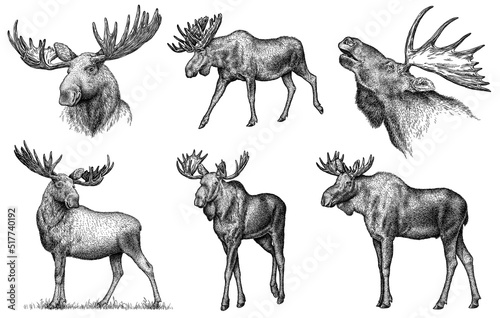 Vintage engrave isolated moose set illustration ink sketch. Wild elk background deer art