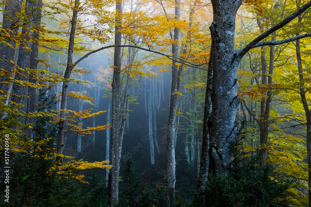 Autumn la Grevolosa forest, Osona, Barcelona, Spain Autumn la Grevolosa forest, Osona, Barcelona, Spain