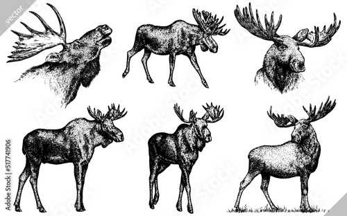 Vintage engrave isolated moose set illustration ink sketch. Wild elk background deer vector art