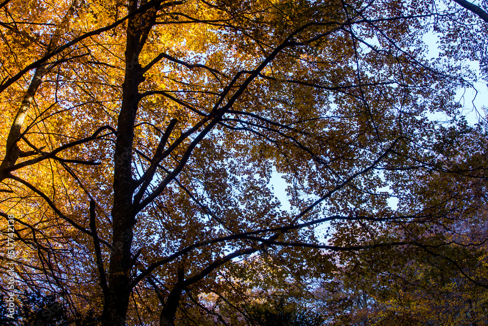 Autumn la Grevolosa forest, Osona, Barcelona, Spain Autumn la Grevolosa forest, Osona, Barcelona, Spain