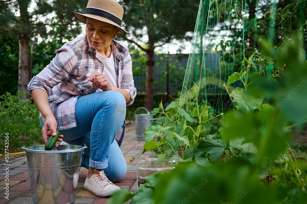 Female gardener picking cucumbers. The future is vegan. Love and save planet. Cultivation of organic vegetables. Female gardener picking cucumbers. The future is vegan. Love and save planet. Cultivation of organic vegetables.