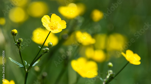 Field of Yellow Buttercups Blossoming Happily Amid the Cool Green Grass