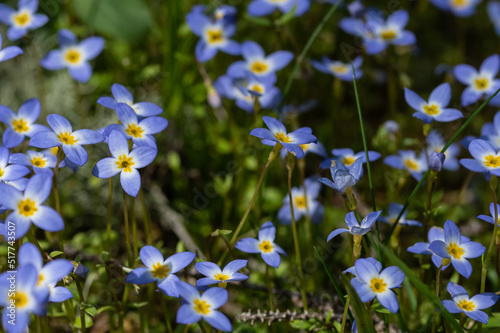 Beautiful Patch of Bluets Blooming Along the Blue Ridge Parkway photo
