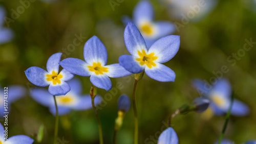 Beautiful Patch of Bluets Blooming Along the Blue Ridge Parkway © rck