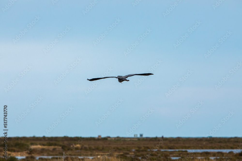 Flamingos in Delta de l'Ebre Nature Park, Tarragona, Spain Flamingos in Delta de l'Ebre Nature Park, Tarragona, Spain