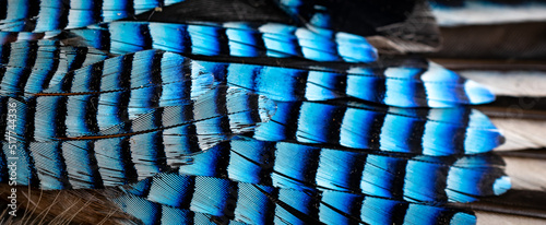 Obraz na plátně blue and black jay feathers. background or texture