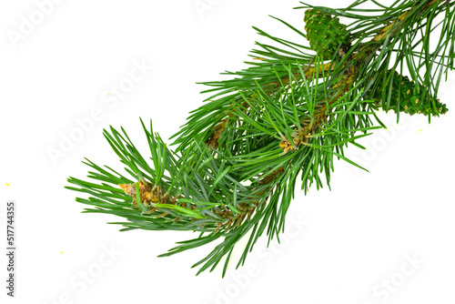 spring pine on a white isolated background