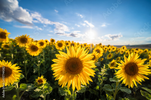 Feld voller wunderschöner Sonnenblumen im Sonnenschein vor blauem Himmel