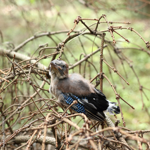 Принти на полотні very small jay chick sits in the branches in the forest close-up