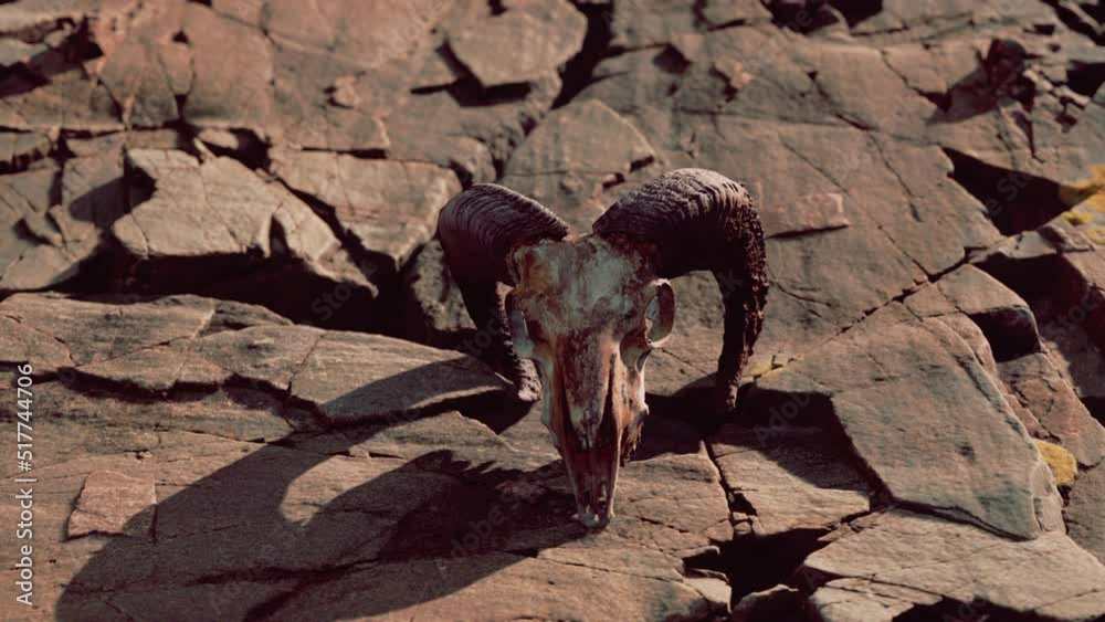 Dry Goat Skull Bone on stones under sun Dry Goat Skull Bone on stones under sun