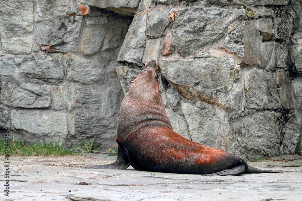 The California sea lion, his head up. Stone background. The California sea lion, his head up. Stone background.