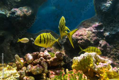 Wonderful and beautiful tropical fish with corals reef in the aquarium. Nature forest design tank with fresh water, underwater world. Animal life. Exotic tropical fish