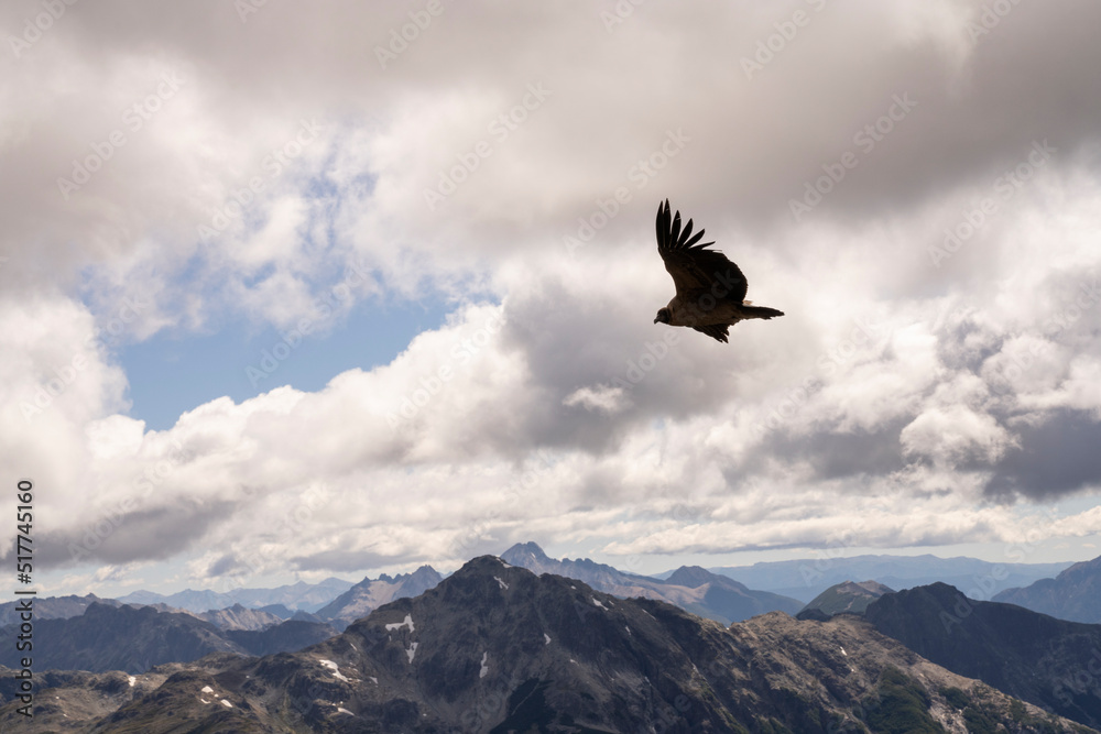 View of an Andean condor, Vultur gryphus, flying over the Andes cordillera mountains under a beautiful sky with clouds. View of an Andean condor, Vultur gryphus, flying over the Andes cordillera mountains under a beautiful sky with clouds.