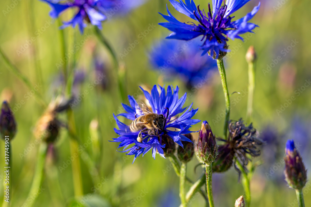 organic food and summertime, bee collecting honey from cornflowers or bachelors button organic food and summertime, bee collecting honey from cornflowers or bachelors button