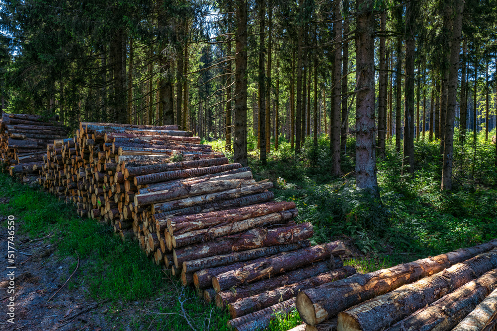 billes de bois en forêt
