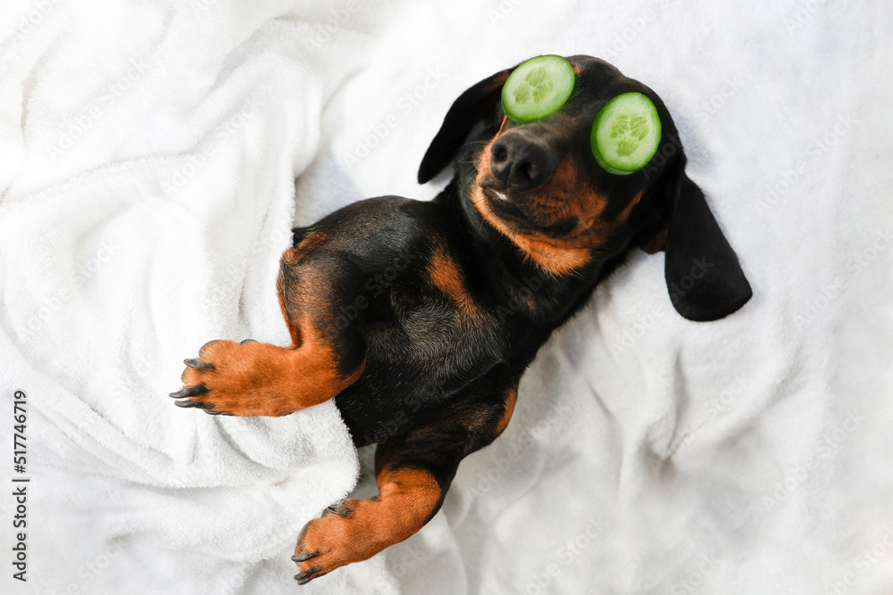 Dachshund spa discount