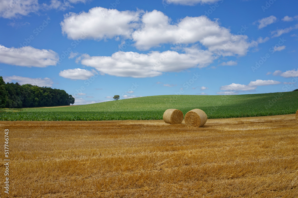 Fototapeta premium Harvested grain field with round bales of straw under blue cloudy sky.