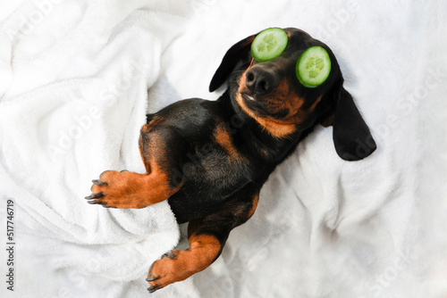 Black and tan dachshund dog in wellness spa with cucumber on eyes, covered with a towel