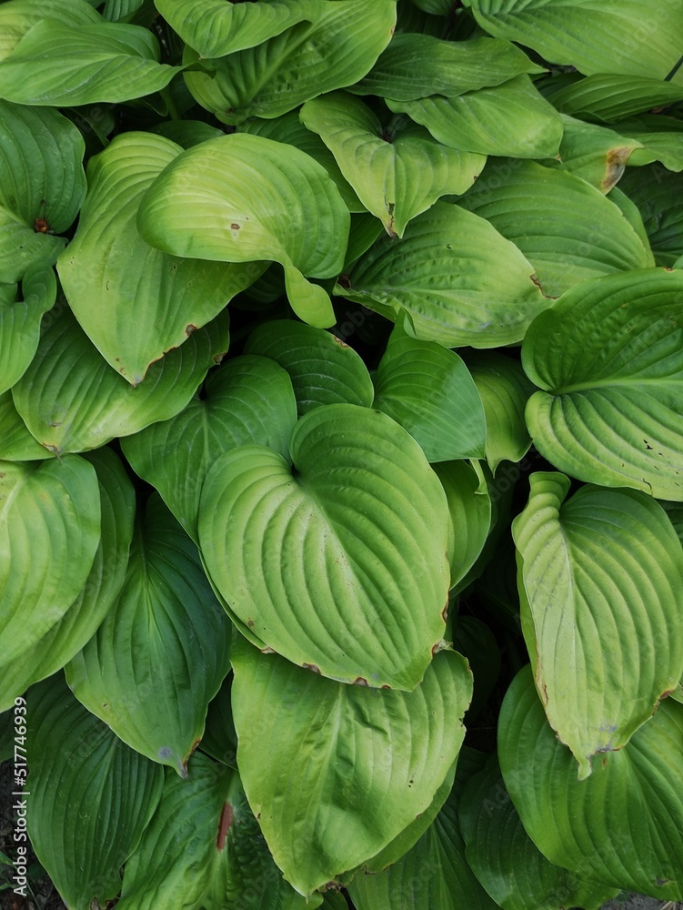 leaves in the garden leaves in the garden