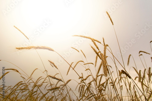 Gold Wheat Field. Background of ripening ears of meadow wheat field