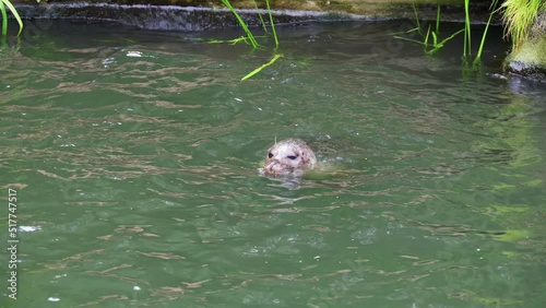 Harbor Seal (Phoca vitulina) with his head above green water photo