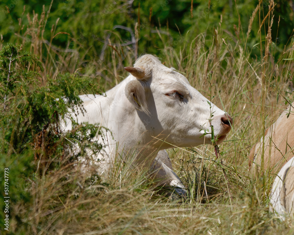 Obraz premium Portrait of Charolais cattle lying in the grass