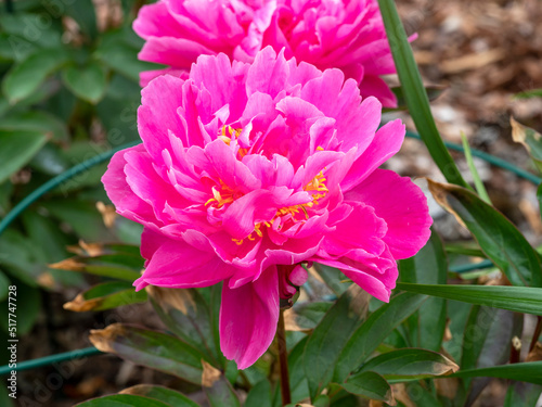 Beautiful pink peony flower variety Decorative in a garden