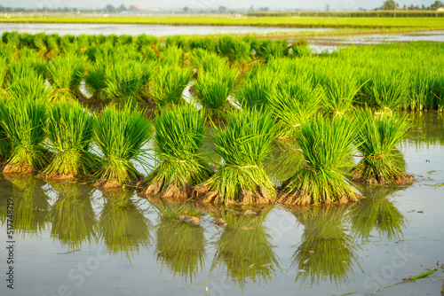Many group bundle of rice seeds that are in the water or paddy field, rice seeds for planting. Field seeding rice is transplanted. Rice seeds are ready to be planted in outdoor. Tied landscape.