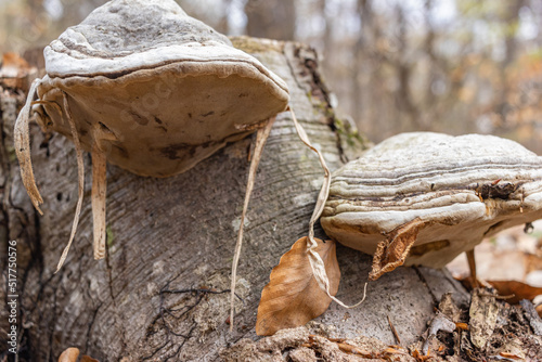 Large parasitic mushroom that grows on tree trunks. Tinder fungus, hoof fungus, tinder conk, tinder polypore or ice man fungus