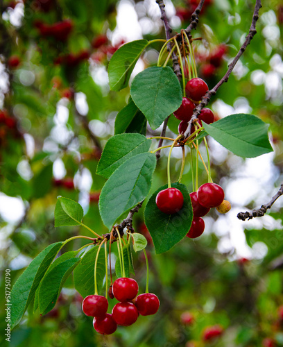 closeup of ripe dark red cherries hanging on cherry.Branch of ripe cherries on a tree in a garden