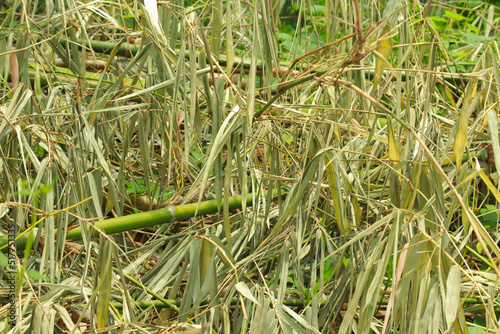 background made of dry bamboo leaves 