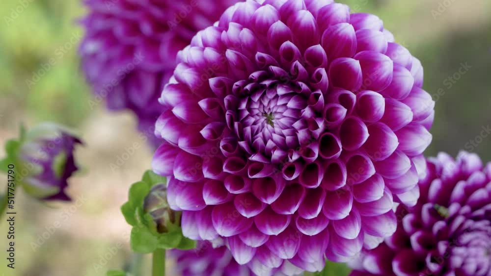Dark pink ball dahlia flower, closeup of stunning ornamental bloom outdoors