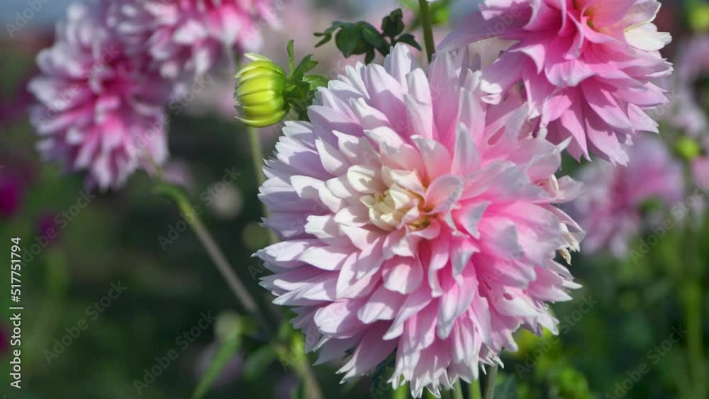 Large pink and white dahlia flowers bloom in garden on sunny day Large pink and white dahlia flowers bloom in garden on sunny day