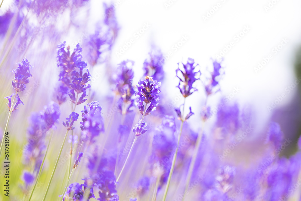 Fototapeta premium Lavender bushes closeup. Purple lavender field, beautiful blooming, English lavander.