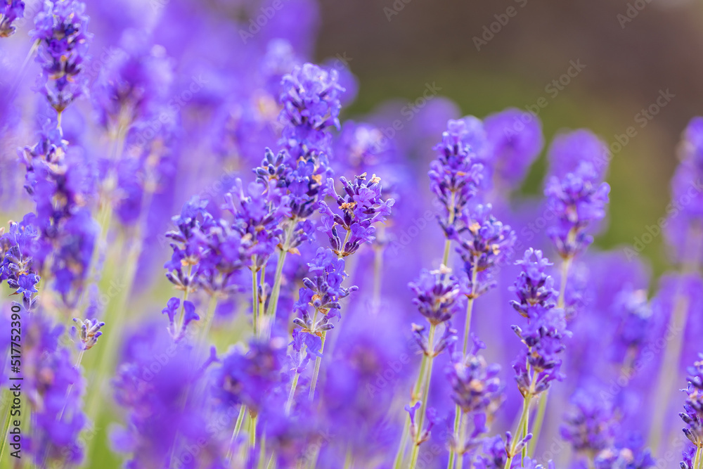 Lavender bushes closeup. Purple lavender field, beautiful blooming, English lavander.