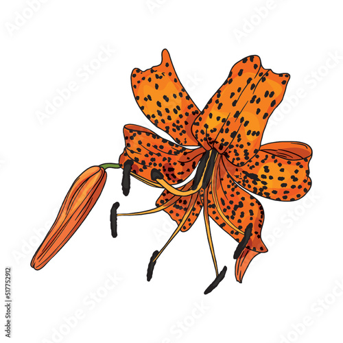 Tiger lily isolated illustration. Isolated tropical flower as a blank for designers, logo, icon, print, element