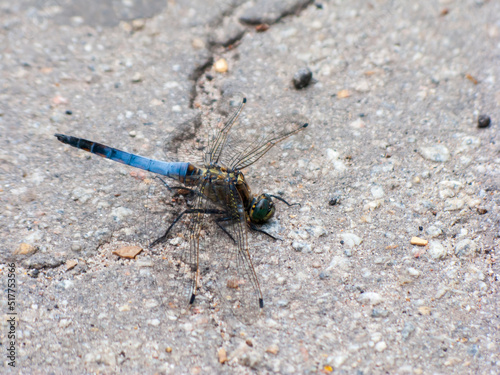 Photo of a blue dragonfly © Boris