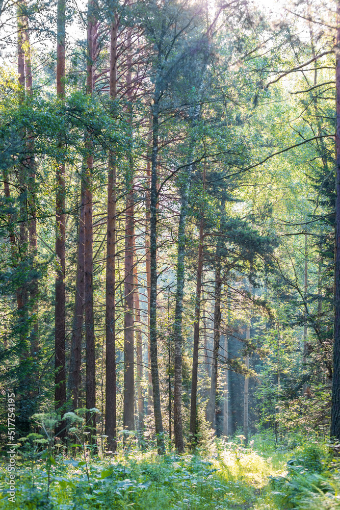 Obraz premium Early morning in the pine forest. Coniferous forest in summer day