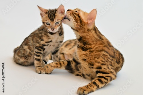 bengal cat on white