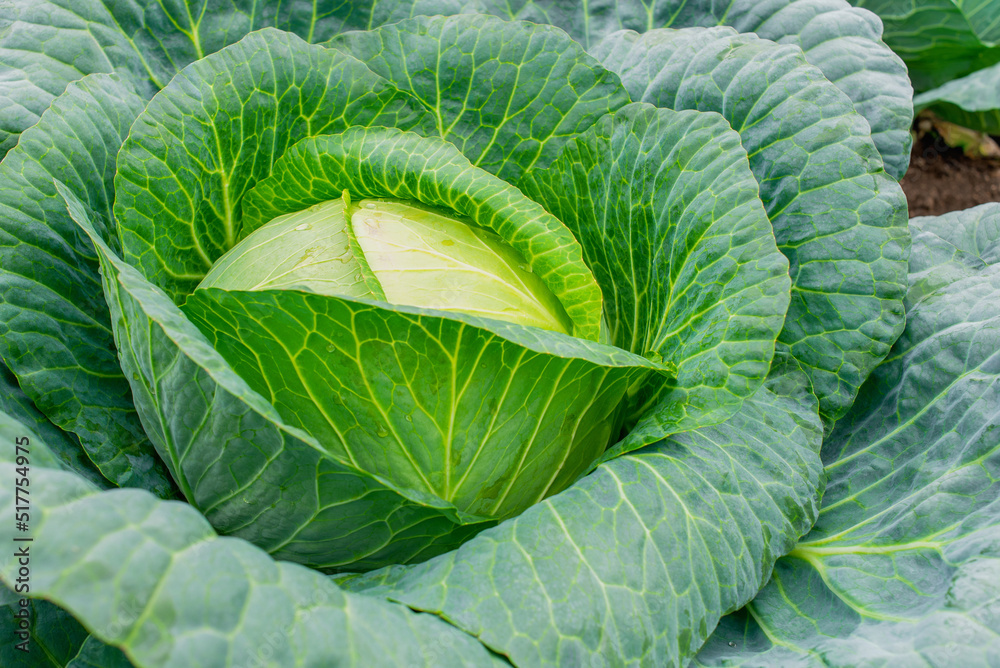 Fototapeta premium Cabbage in the garden. Organic cabbage from the farm. Fresh ground-cabbage close-up. Growing healthy vegetables