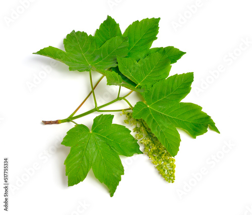 Acer pseudoplatanus, sycamore, sycamore maple. Flowering branch. Isolated on white.