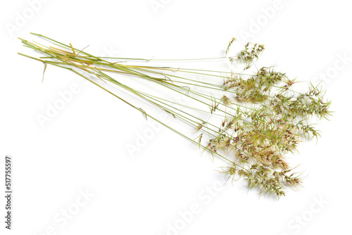 Poa bulbosa or bulbous bluegrass, bulbous meadow-grass. Isolated on white b ackground