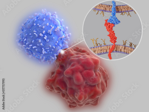 Billede på lærred Immune checkpoint: Interaction between PD-1 and PD-L1  inhibits T-cells from kil