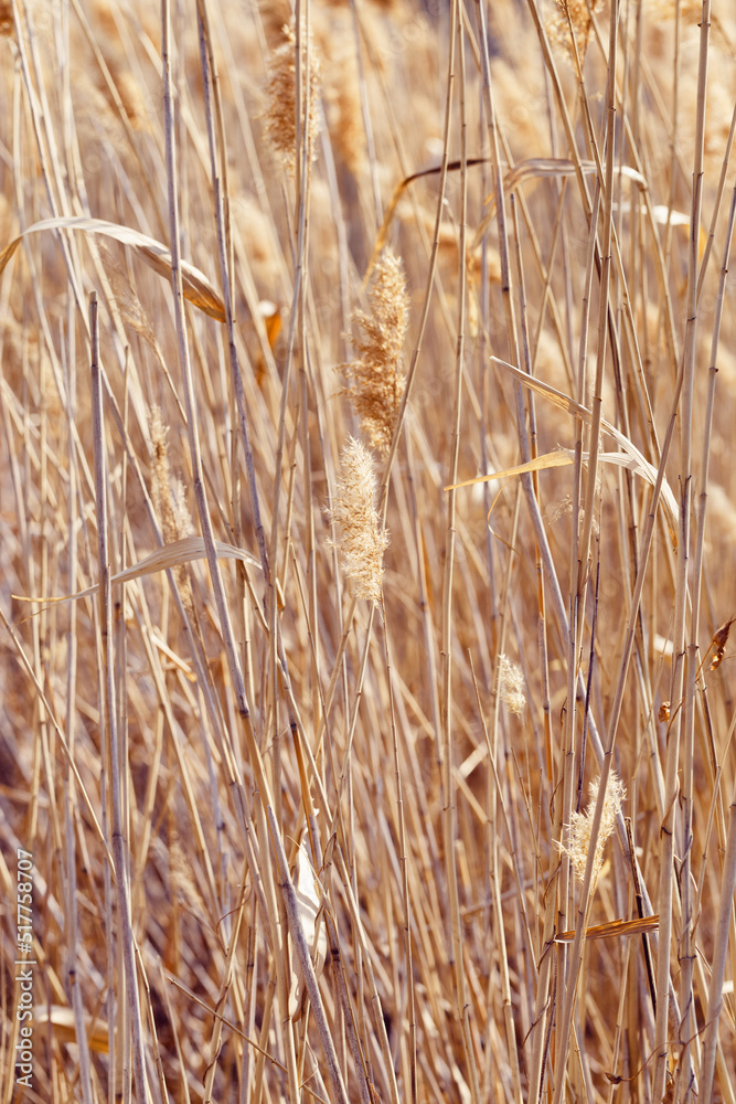 Dry plant reeds as beauty nature background, Abstract natural backdrop. Reed grass or pampas grass outdoors with daylight, life style nature scene, organic design poster. Selective focus