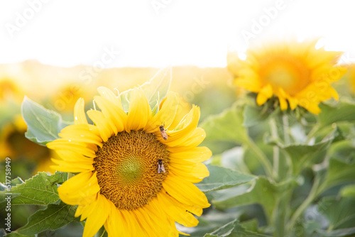 Fototapeta Naklejka Na Ścianę i Meble -  Bee Pollinating Sunflower Sunset