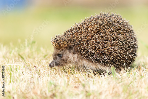 little cute hedgehog in the garden in the green grass.