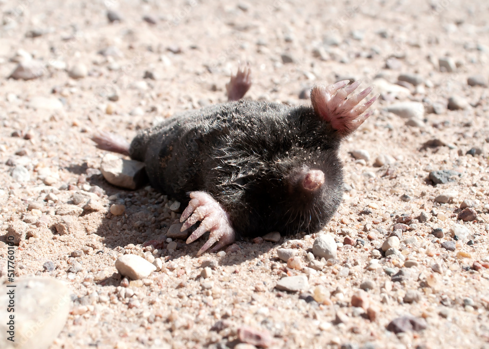 Dead mole. Dead pest. Photo on the theme of pest control, rodents, small animals. Dead mole. Dead pest. Photo on the theme of pest control, rodents, small animals.