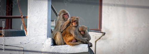 Monkey Business