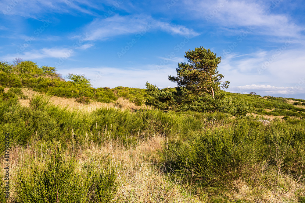 Landschaft mit Bäumen am Dornbusch auf der Insel Hiddensee Landschaft mit Bäumen am Dornbusch auf der Insel Hiddensee