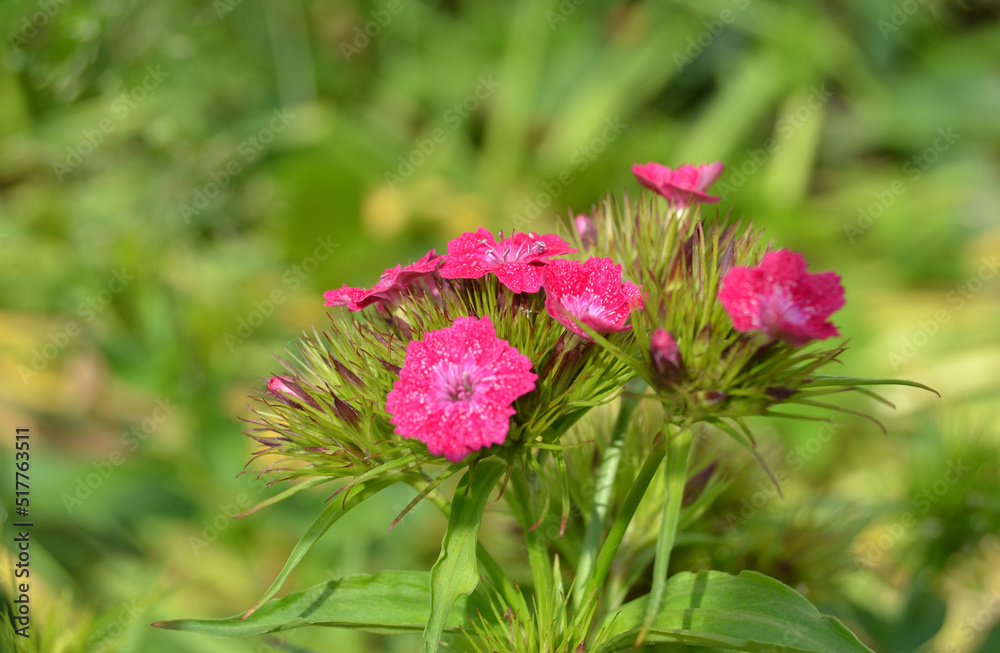 Sweet William or Dianthus barbatus flower is a flowering plant in the garde Sweet William or Dianthus barbatus flower is a flowering plant in the garde